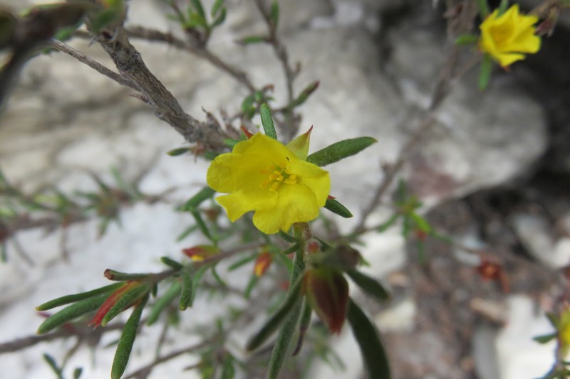 Hibbertia fitzgeraldensis photo 3