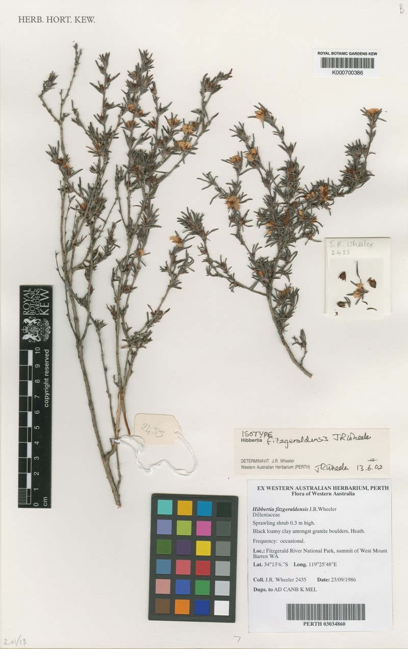 Hibbertia fitzgeraldensis photo 5