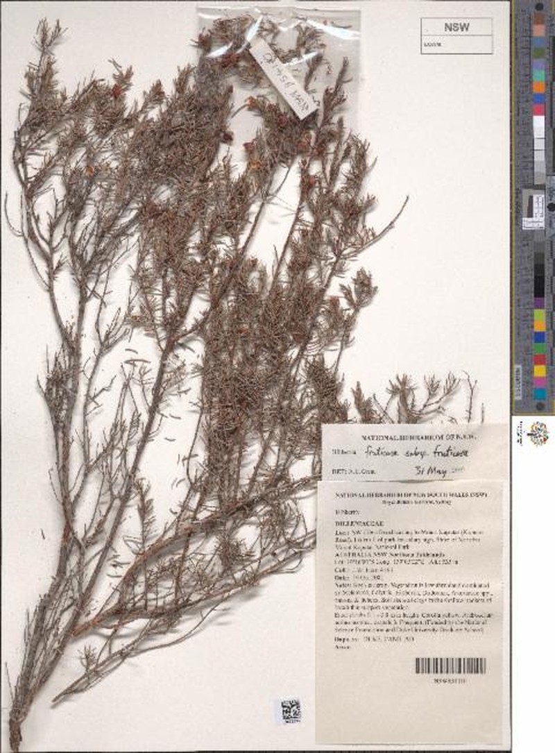 Hibbertia fruticosa subsp. fruticosa