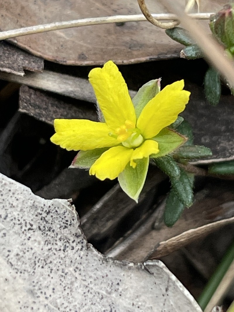 Hibbertia fumana