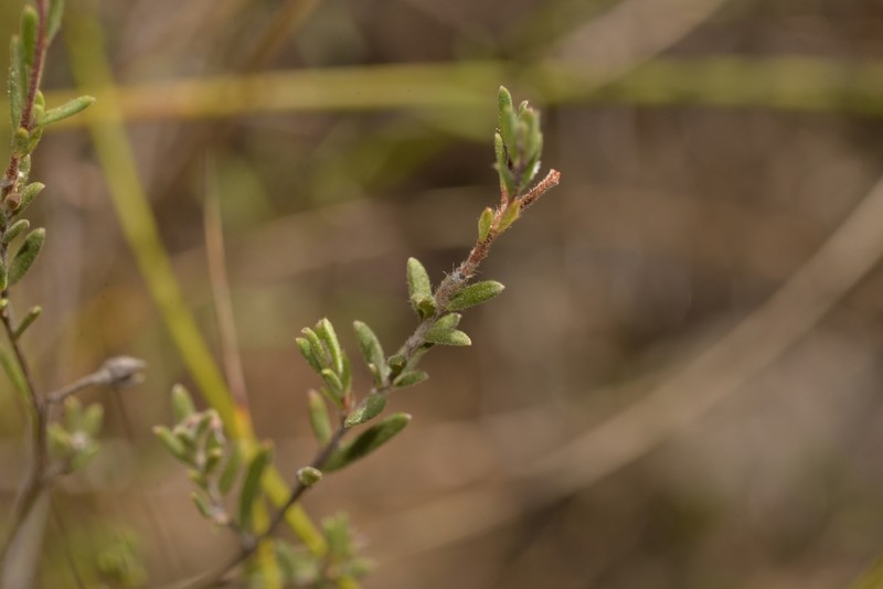Hibbertia fumana photo 2