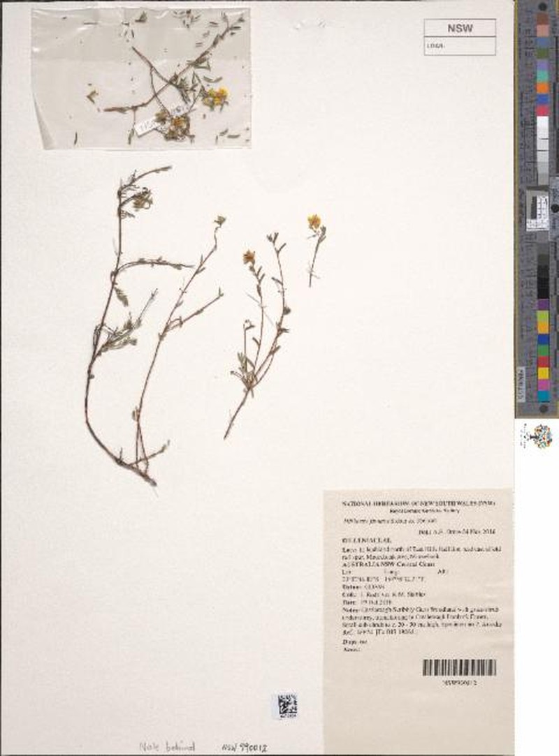 Hibbertia fumana photo 6