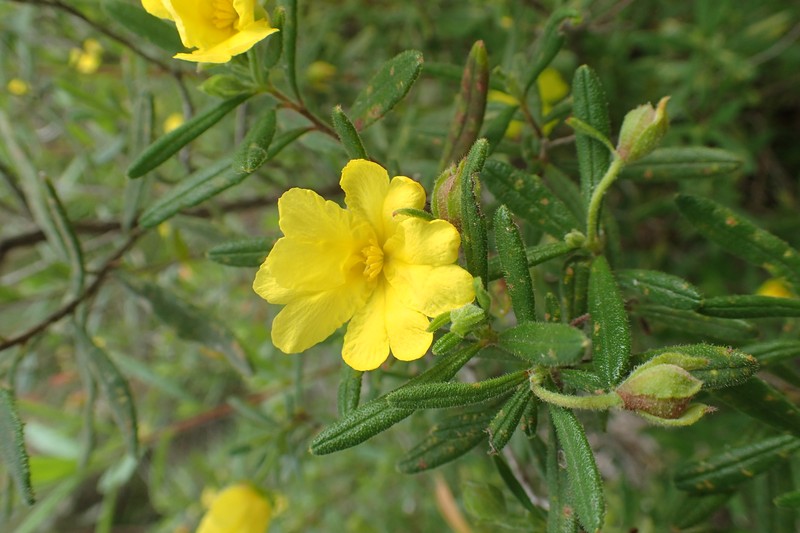 Hibbertia furfuracea
