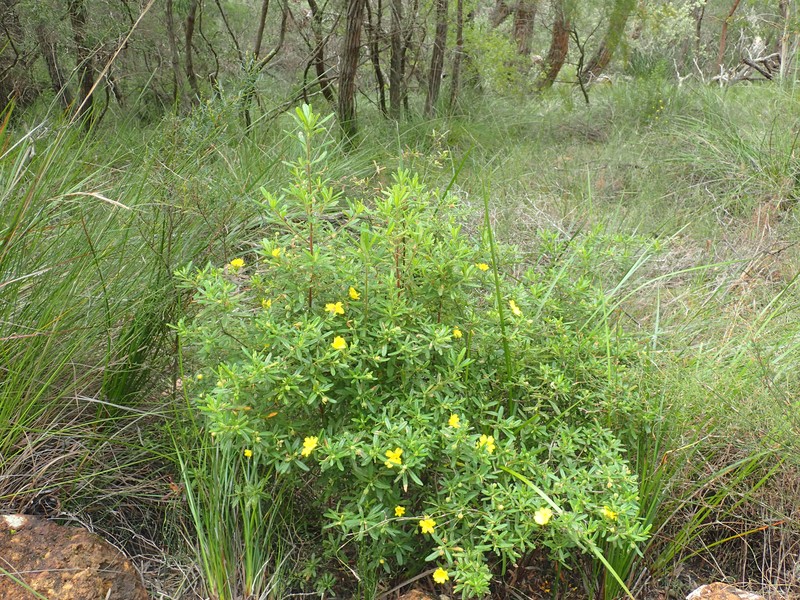 Hibbertia furfuracea photo 2