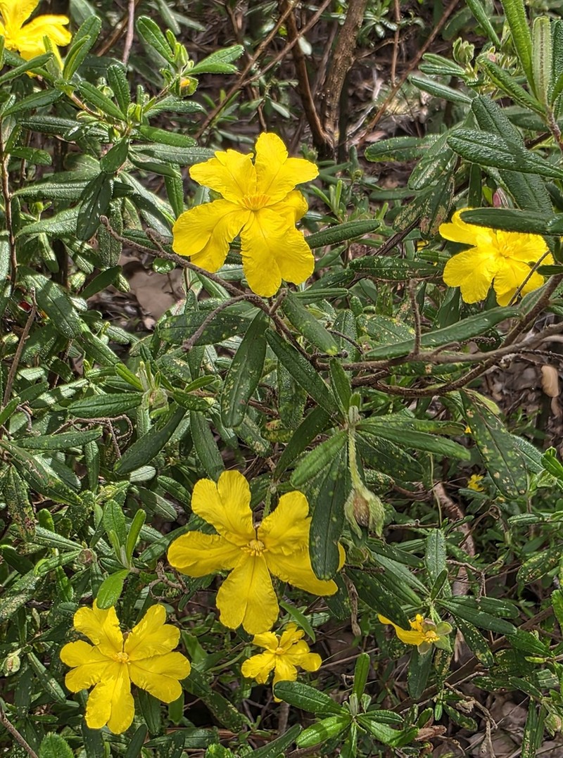 Hibbertia furfuracea photo 3