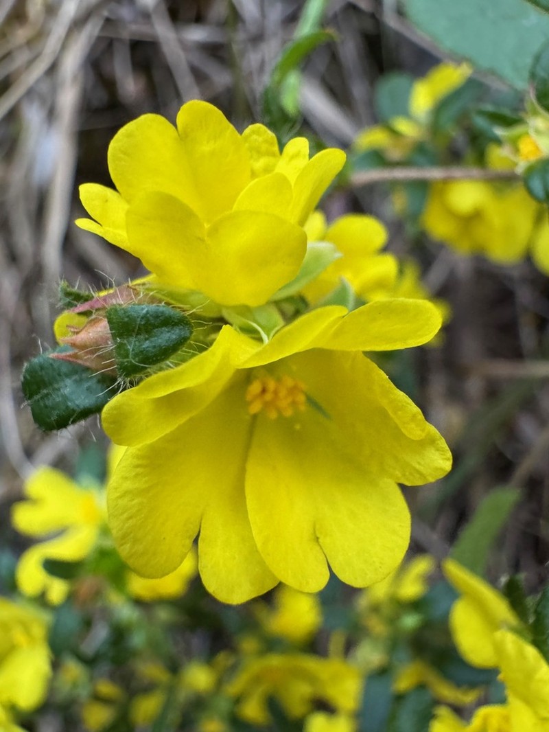 Hibbertia furfuracea photo 4