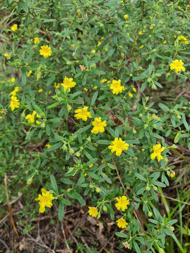 Hibbertia furfuracea photo 5