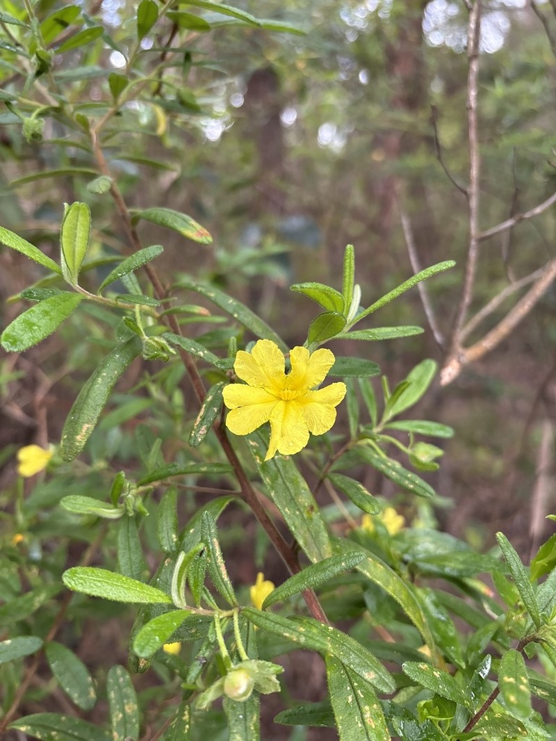 Hibbertia furfuracea photo 6