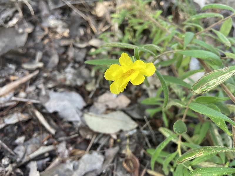 Hibbertia furfuracea photo 7