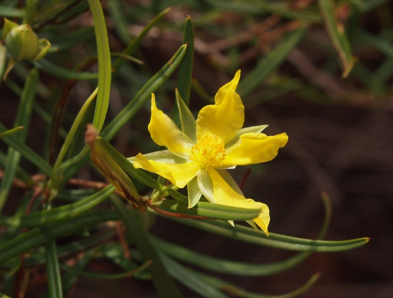 Hibbertia glaberrima