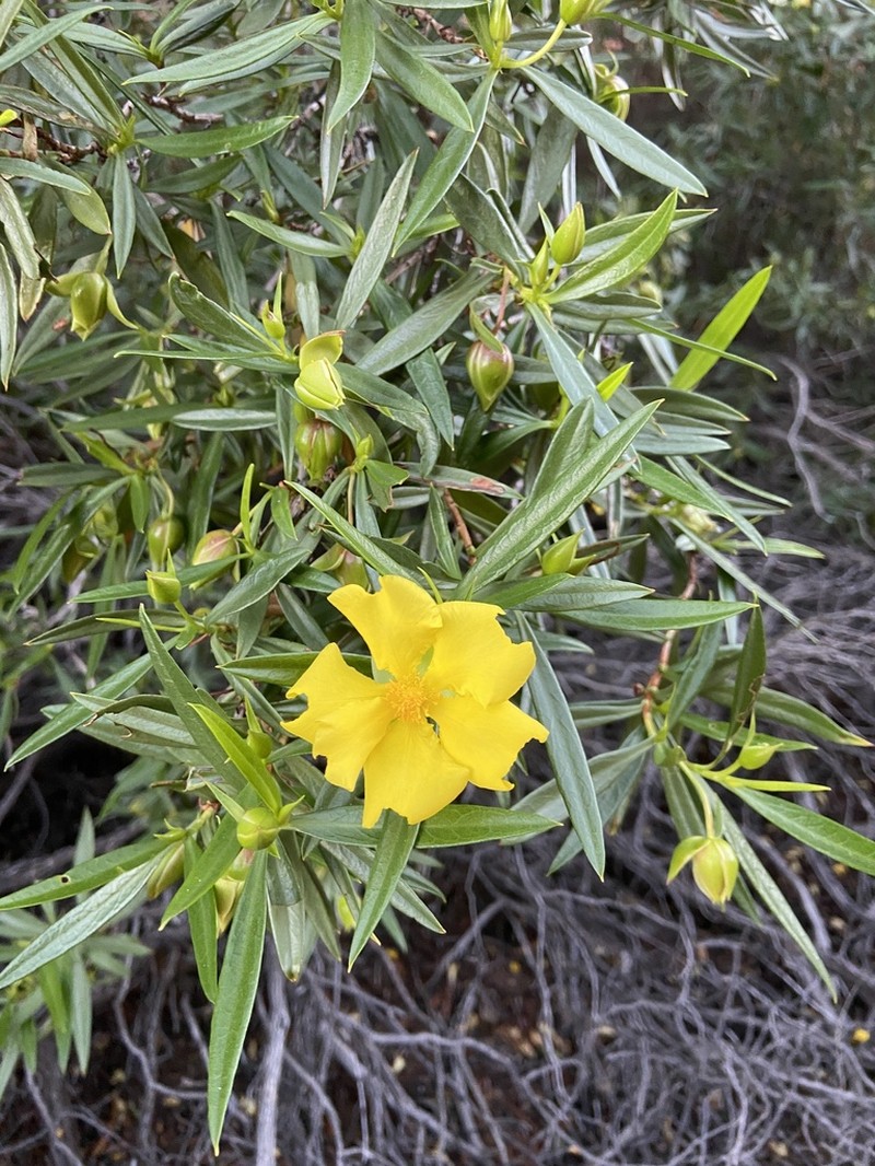 Hibbertia glaberrima photo 2