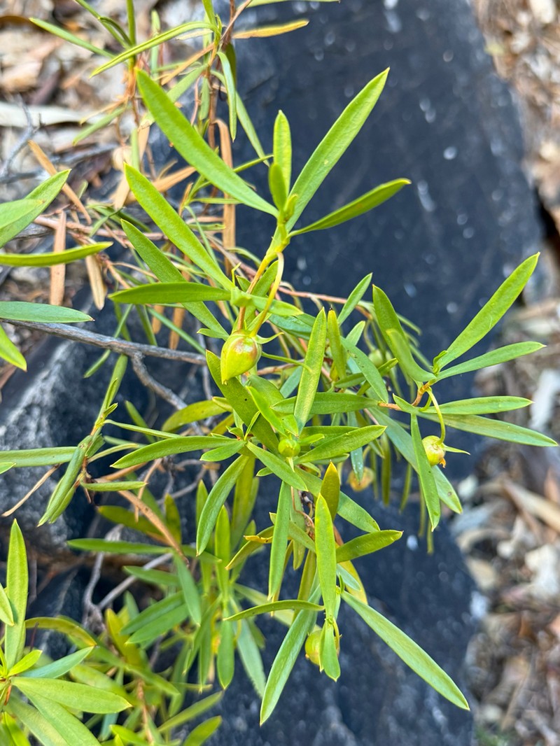 Hibbertia glaberrima photo 3