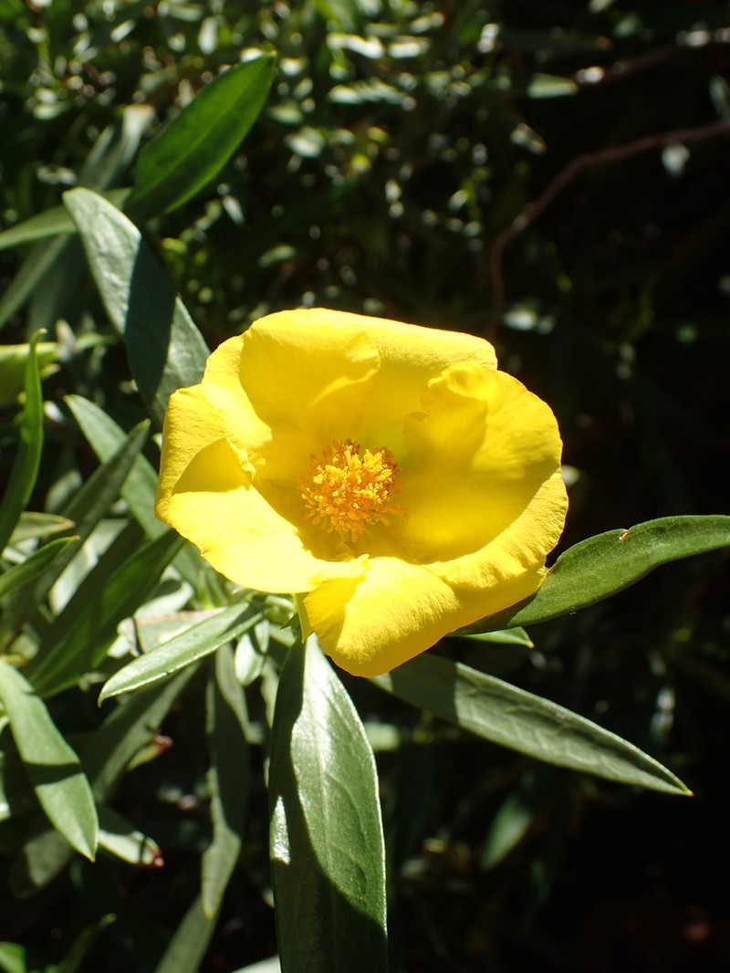 Hibbertia glaberrima photo 4