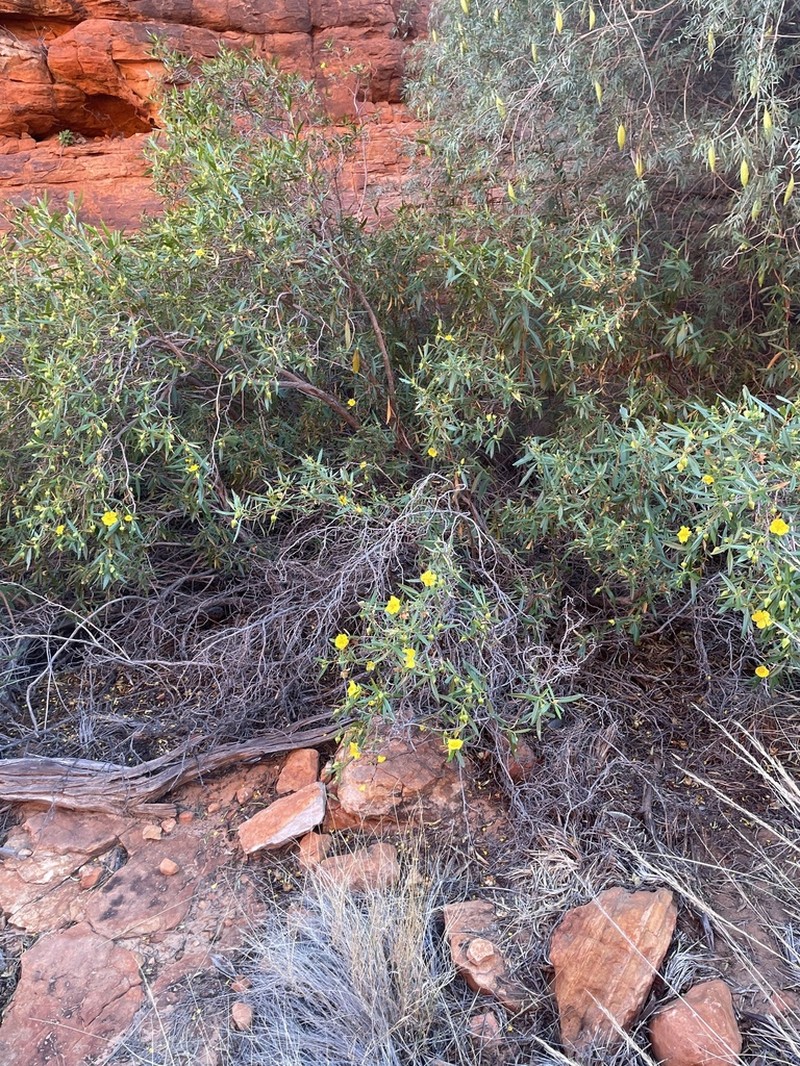 Hibbertia glaberrima photo 5