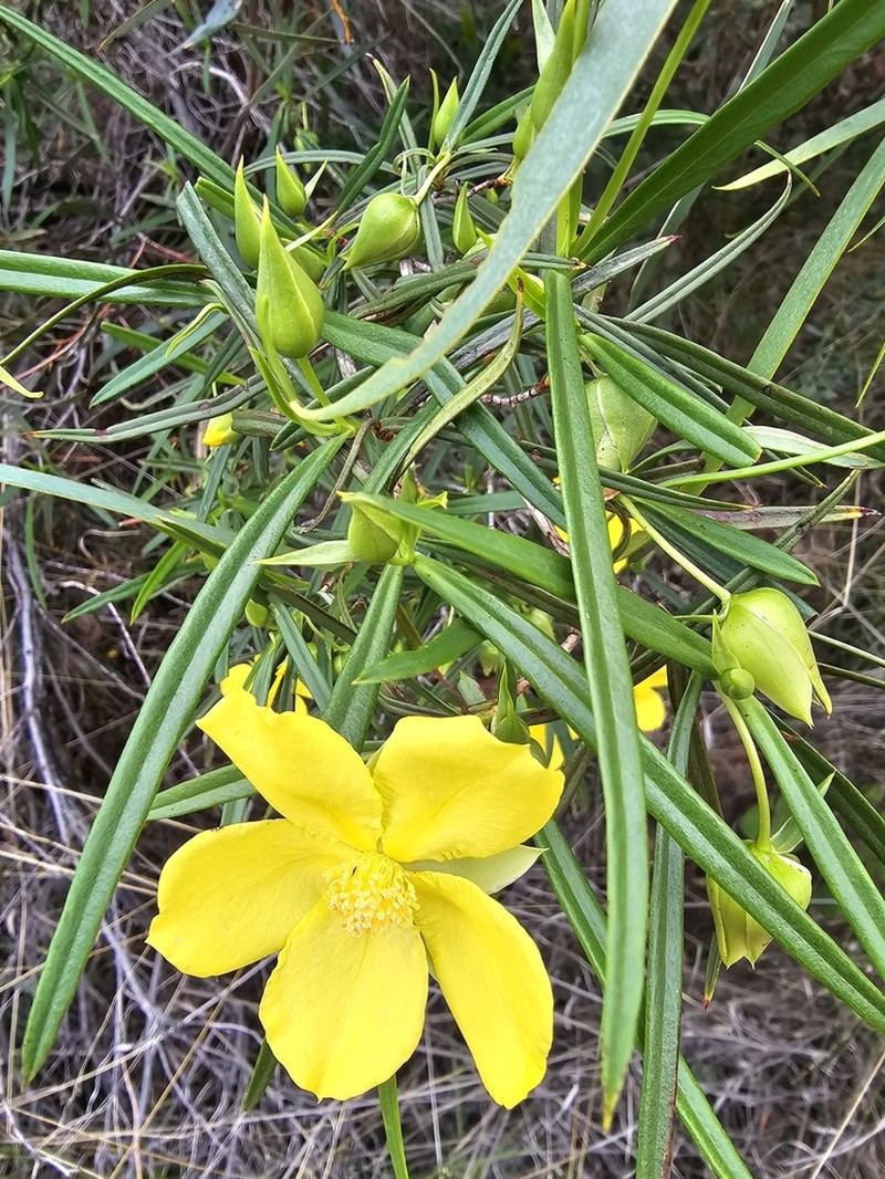 Hibbertia glaberrima photo 6