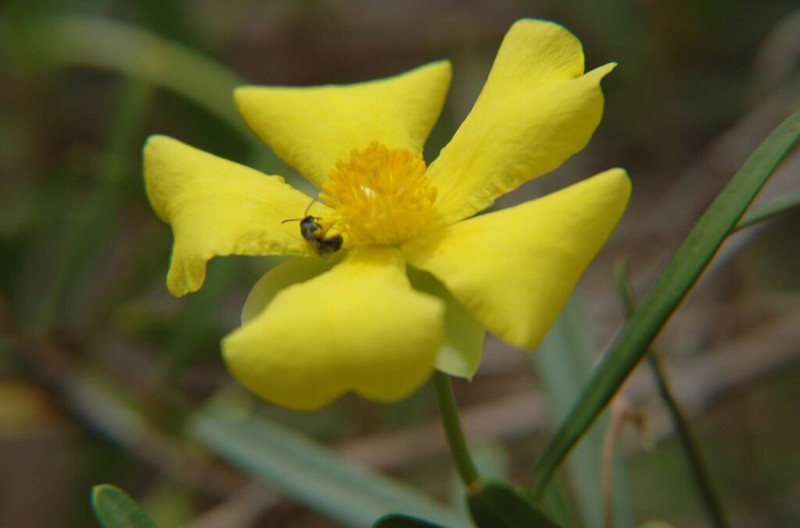 Hibbertia glaberrima photo 7