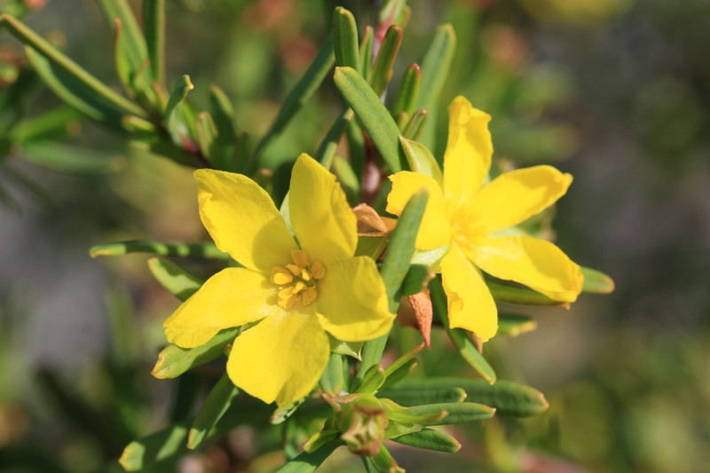 Hibbertia glabrisepala photo 2