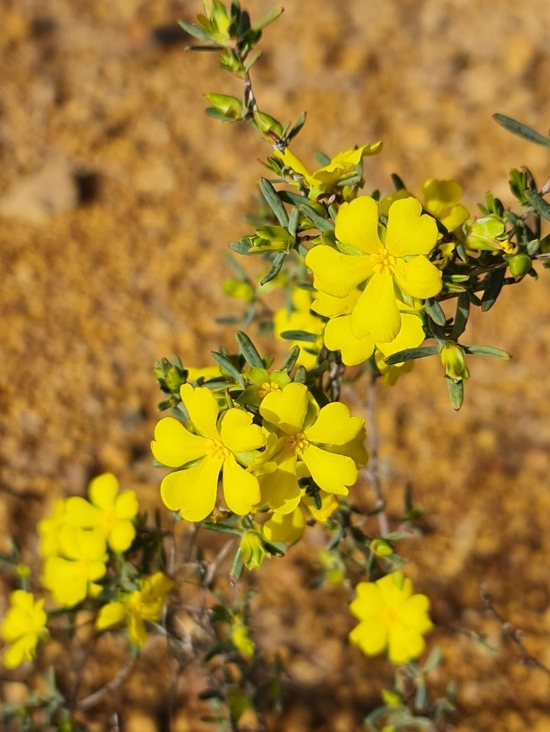 Hibbertia glabrisepala photo 3