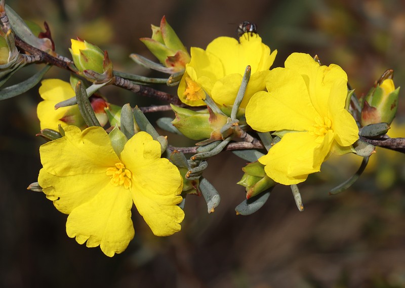 Hibbertia glabrisepala photo 4