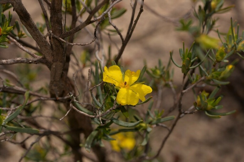 Hibbertia glabrisepala photo 5