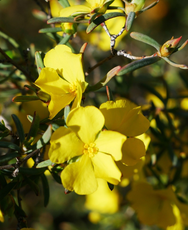 Hibbertia glabrisepala photo 6