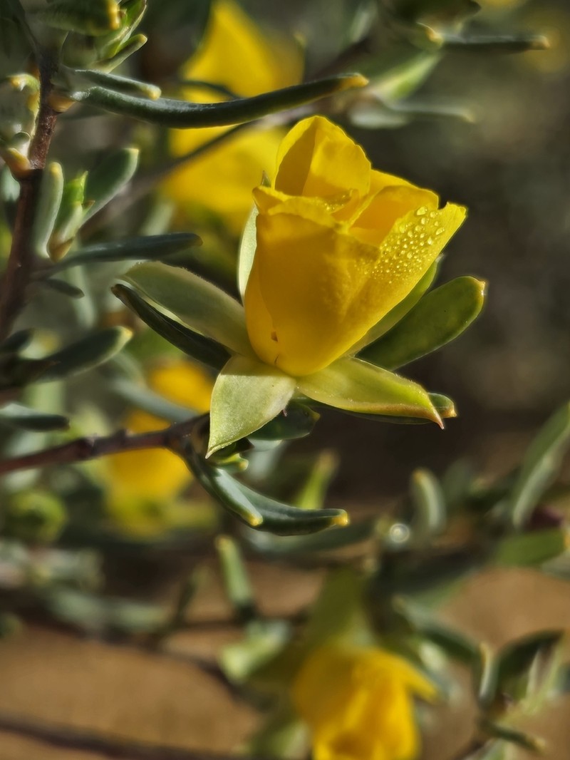 Hibbertia glabrisepala photo 7