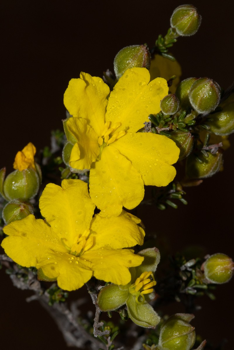 Hibbertia glabriuscula photo 3