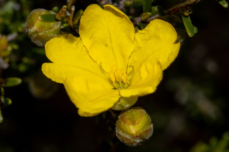 Hibbertia glabriuscula photo 5