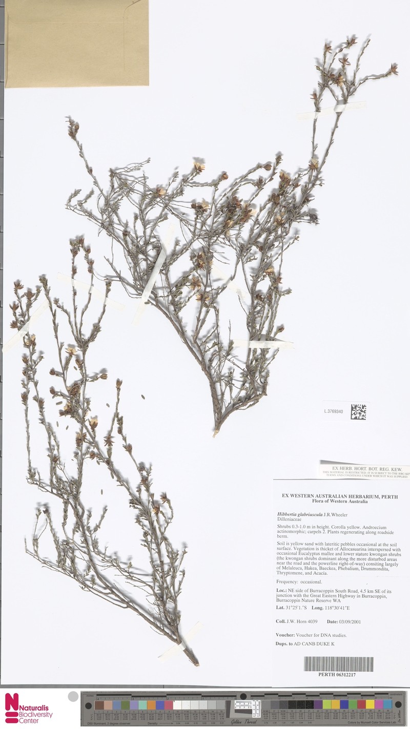 Hibbertia glabriuscula photo 6
