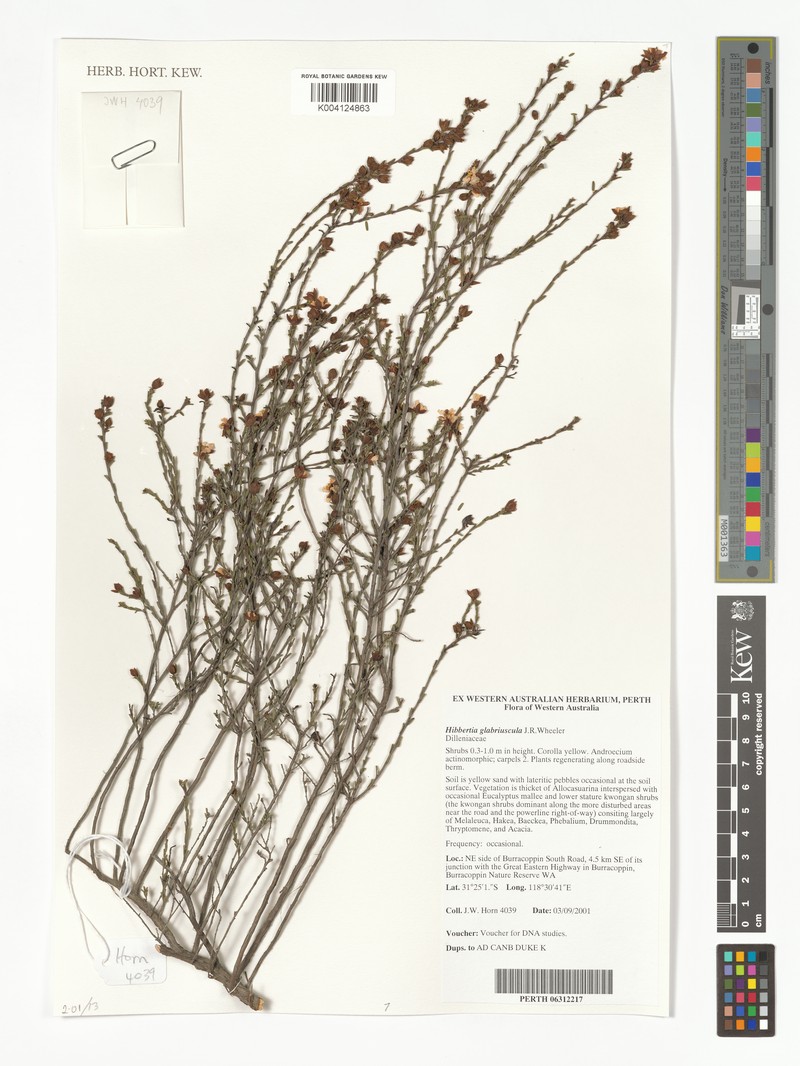 Hibbertia glabriuscula photo 7
