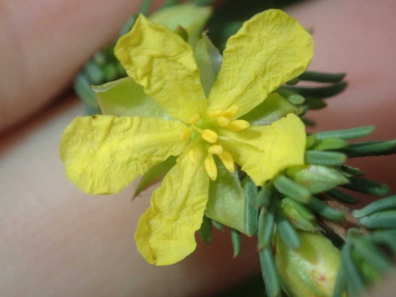 Hibbertia glaucophylla