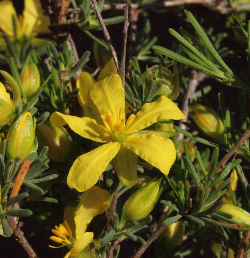 Hibbertia glaucophylla photo 2