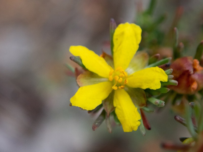 Hibbertia glaucophylla photo 3