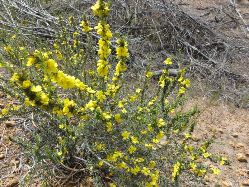 Hibbertia glaucophylla photo 4