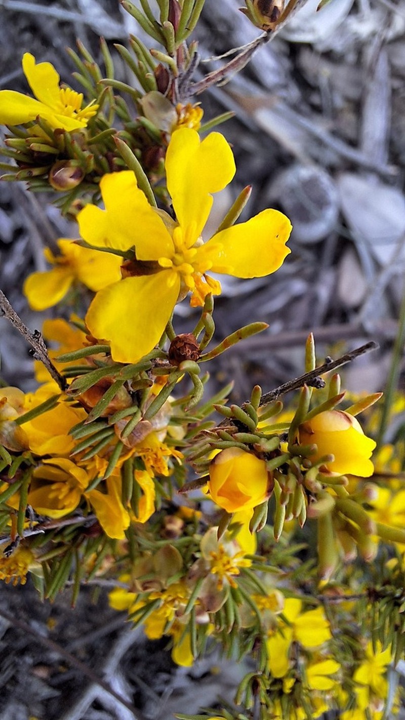 Hibbertia glaucophylla photo 5