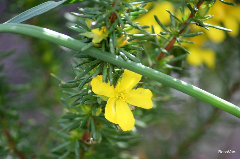 Hibbertia glaucophylla photo 6