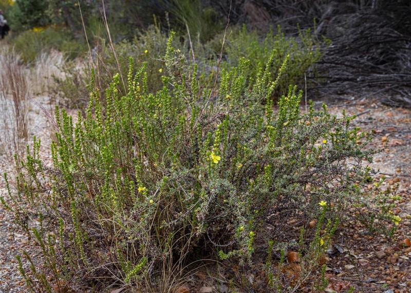 Hibbertia glaucophylla photo 7