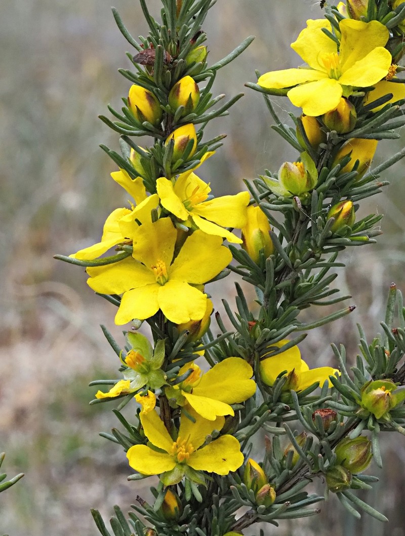 Hibbertia glaucophylla photo 8