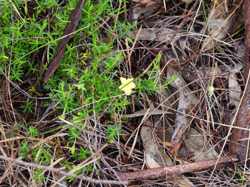 Hibbertia glebosa subsp. glebosa photo 2