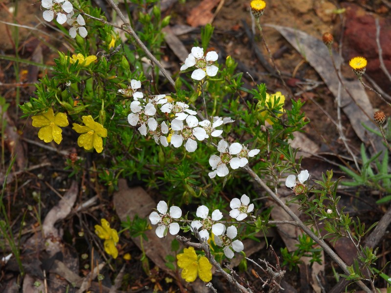 Hibbertia glebosa subsp. glebosa photo 3