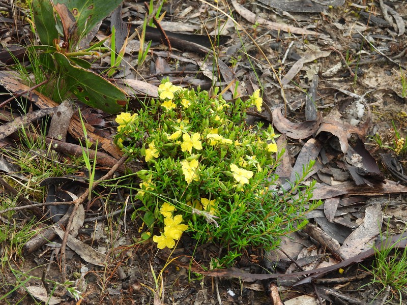 Hibbertia glebosa subsp. glebosa photo 4