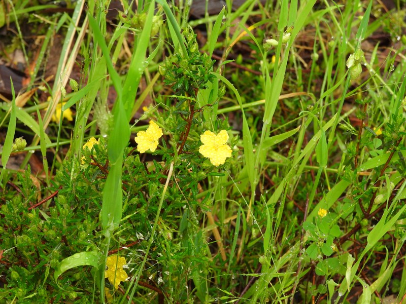 Hibbertia glebosa subsp. glebosa photo 5