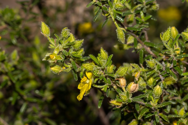 Hibbertia glebosa subsp. glebosa
