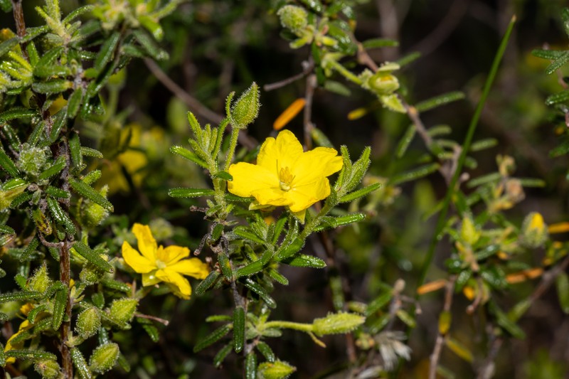 Hibbertia glebosa subsp. glebosa photo 6