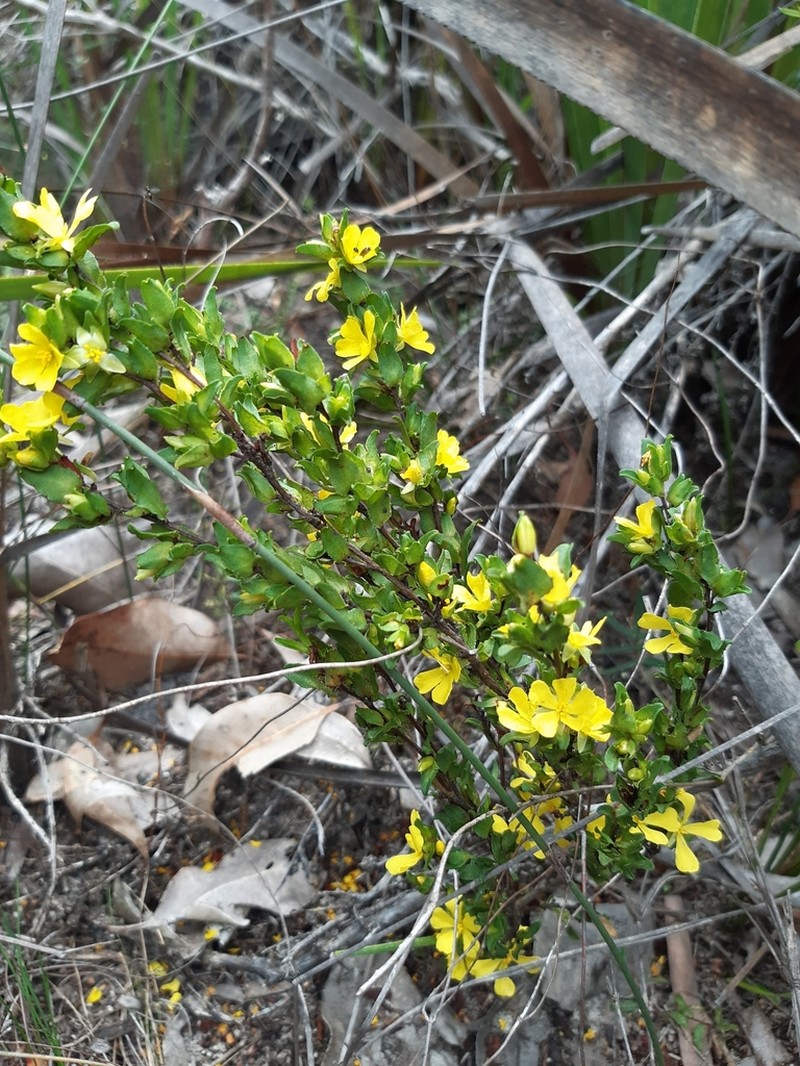 Hibbertia glomerata