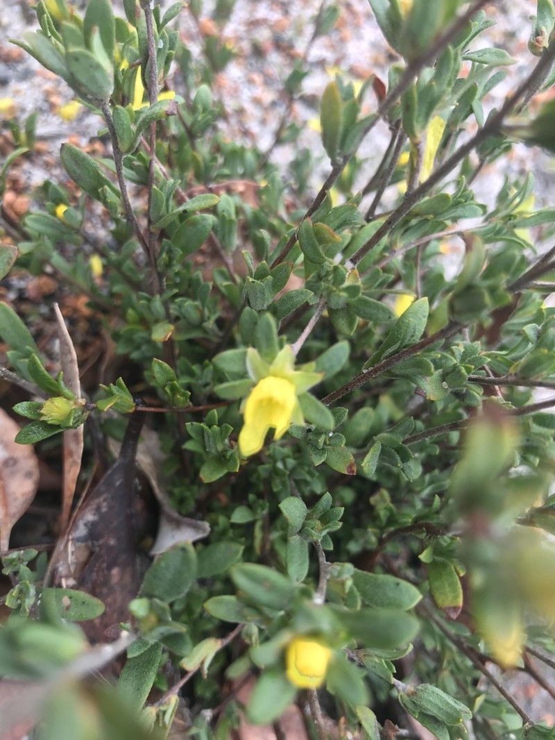 Hibbertia glomerata photo 2