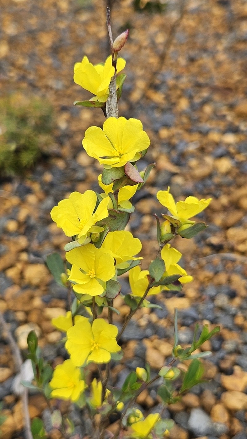 Hibbertia glomerata photo 3