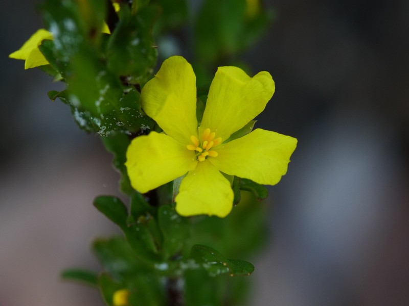 Hibbertia glomerata photo 4