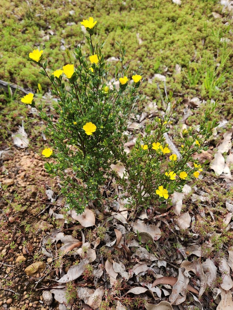 Hibbertia glomerata photo 5