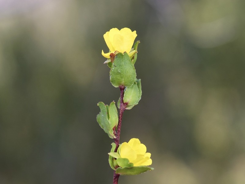 Hibbertia glomerata photo 6